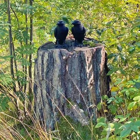 Kunstnerhytte Med Panoramautsikt Pa Furuholmen