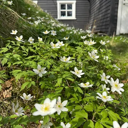 Kunstnerhytte Med Panoramautsikt Pa Furuholmen *