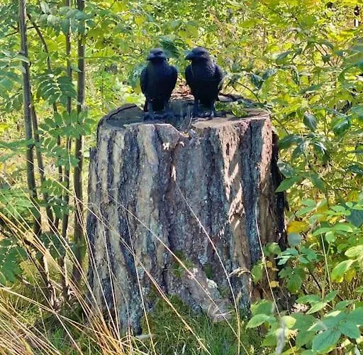 Kunstnerhytte Med Panoramautsikt Pa Furuholmen